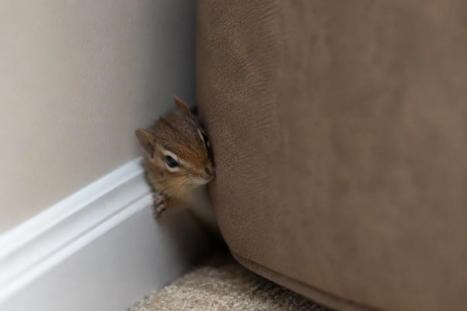 The Chipmunk That Got Me Thinking About Being a Landlord