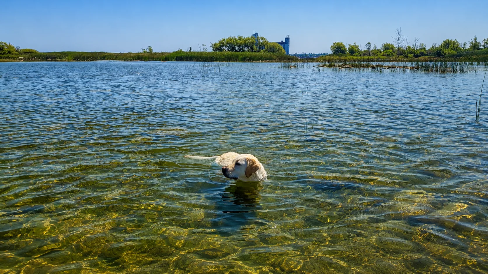 Piper swimming at Whites Bay, near Cranberry
